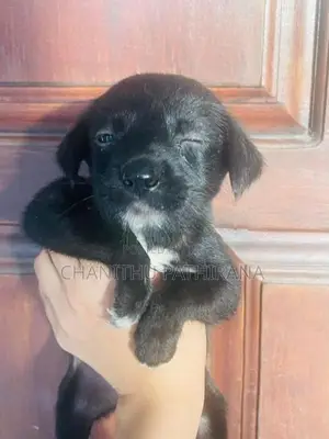Labrador/ ලැබ්‍රඩෝ මික්ස් බලු පැටව්
