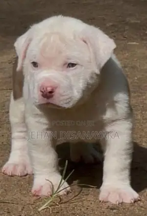 American Bully Puppies Xl