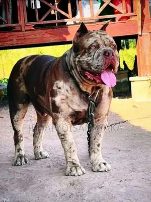 American Bully Puppies Xl