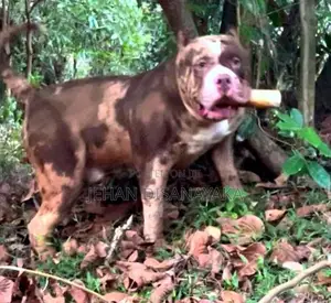 American Bully Puppies Xl