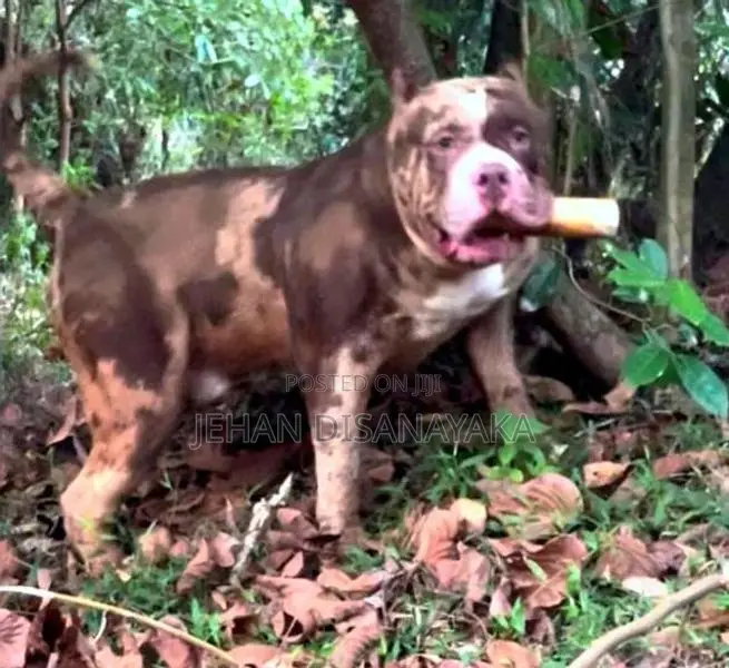 American Bully Puppies Xl