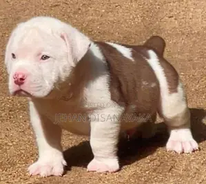 American Bully Puppies Xl