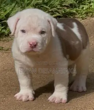American Bully Puppies Xl