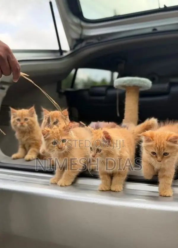 Persian Cats