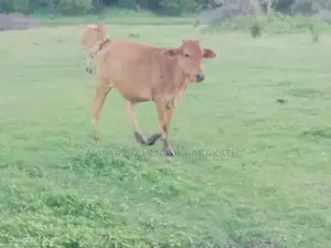 Jersey Cross Cow
