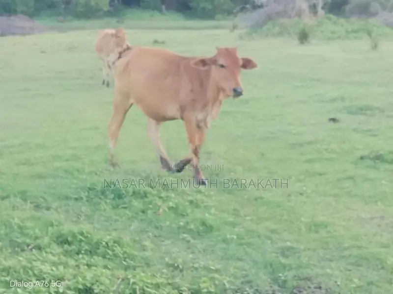 Jersey Cross Cow