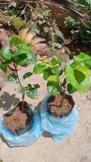 Pear Plants