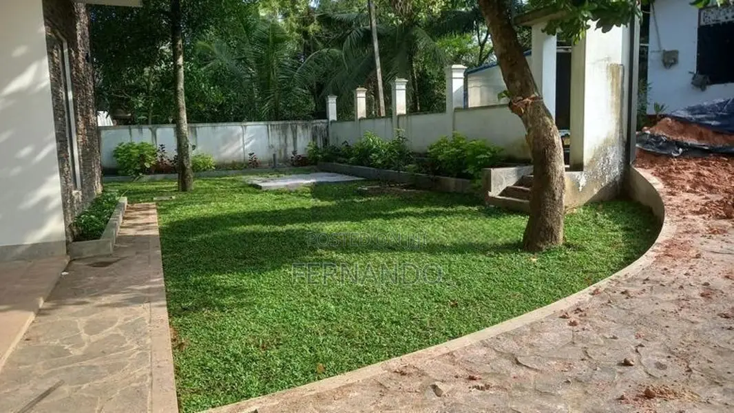 Malasiyan Carpet Grass
