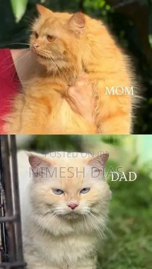 Persian Cats