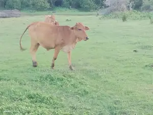 Jersey Cross Cow