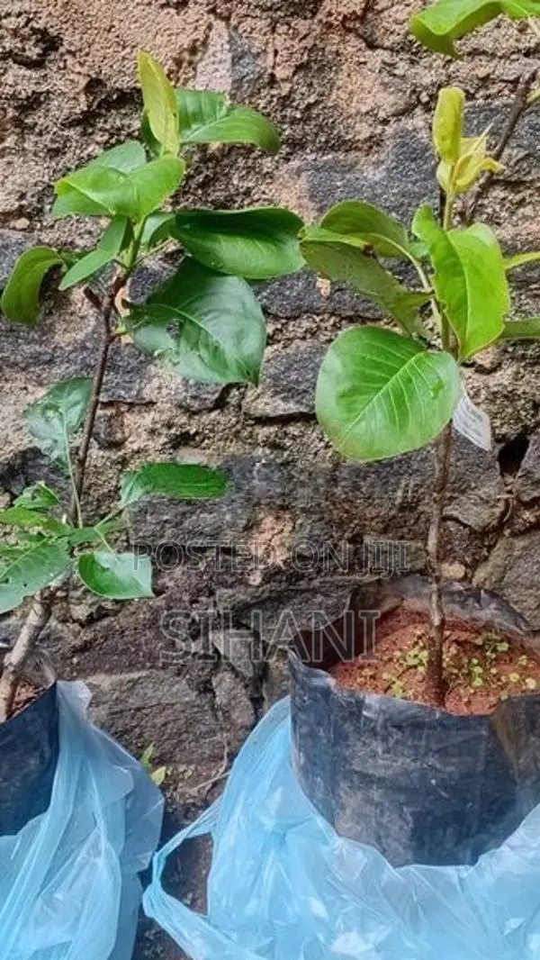 Pear Plants