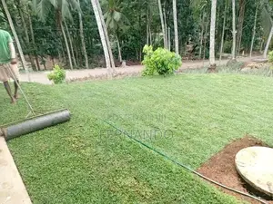 Malasiyan Carpet Grass