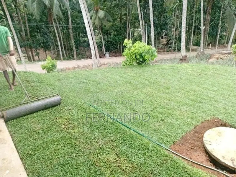 Malasiyan Carpet Grass