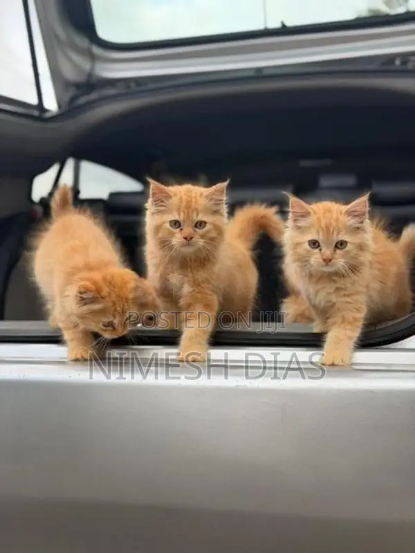 Persian Cats