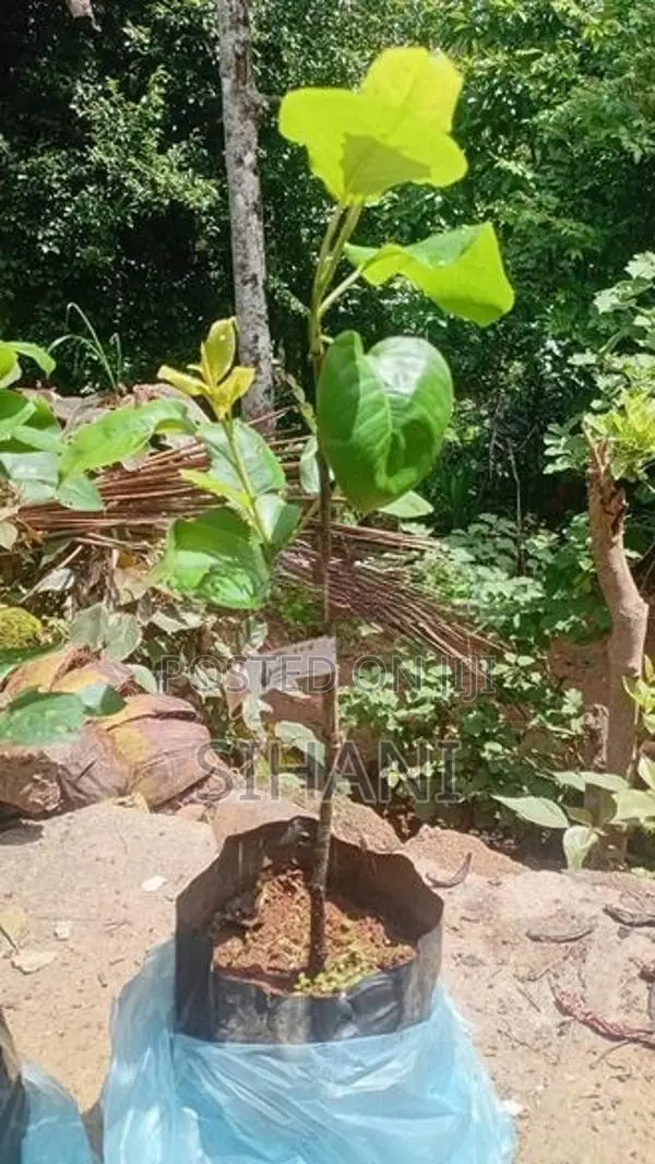 Pear Plants