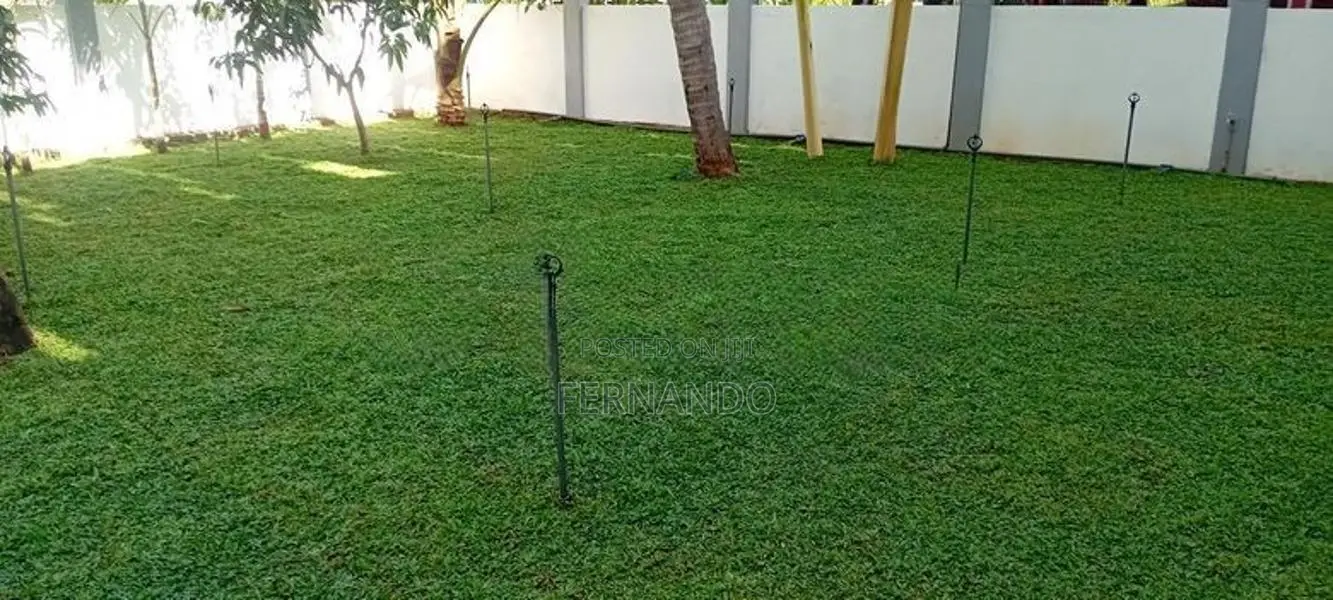 Malasiyan Carpet Grass