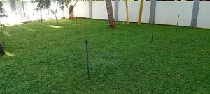 Malasiyan Carpet Grass