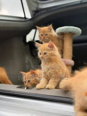 Persian Cats