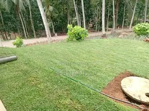 Malasiyan Carpet Grass