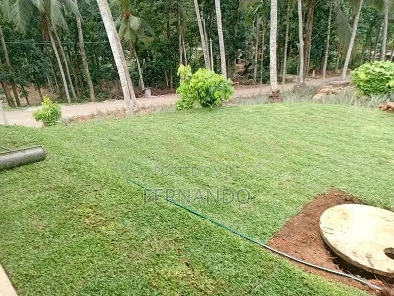 Malasiyan Carpet Grass