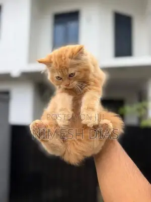 Persian Cats