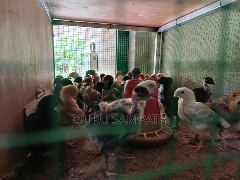 ගම් කුකුල් පැටව් Gam Kukul Petau
