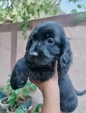 Cocker Spaniel Puppies