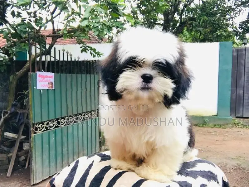 Shih Tzu Puppies