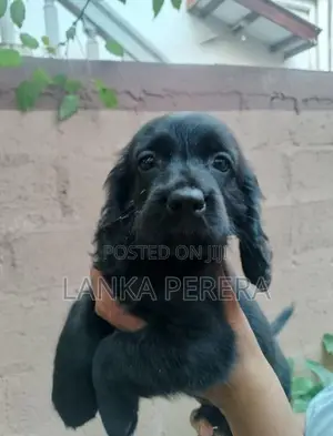 Cocker Spaniel Puppies