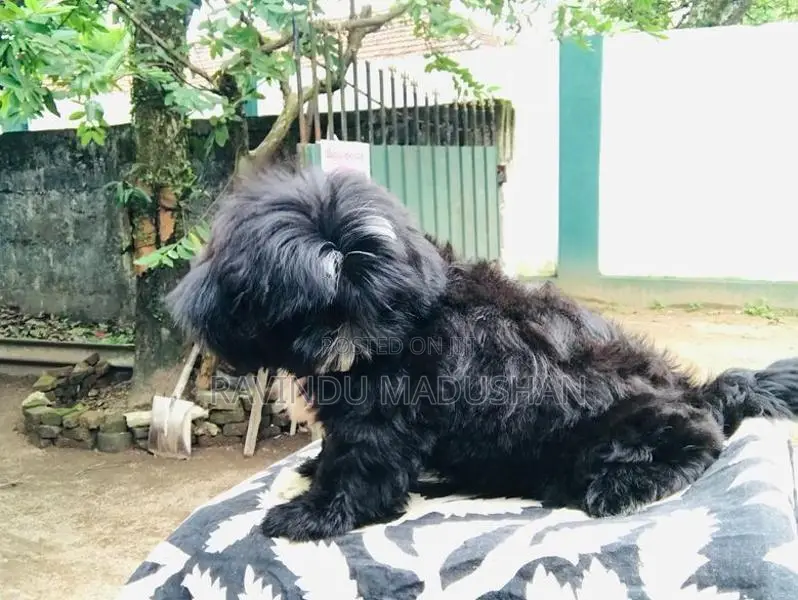 Shih Tzu Puppies