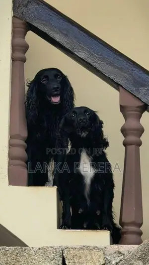 Cocker Spaniel Puppies
