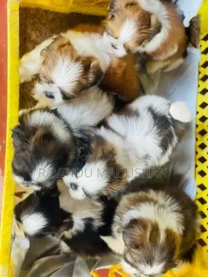 Shih Tzu Puppies
