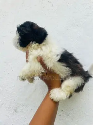 Shih Tzu Puppies
