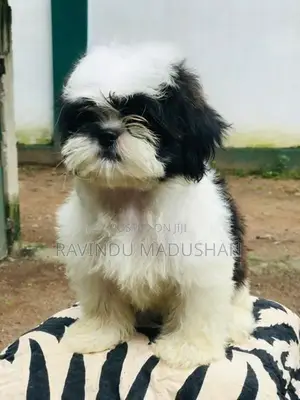 Shih Tzu Puppies