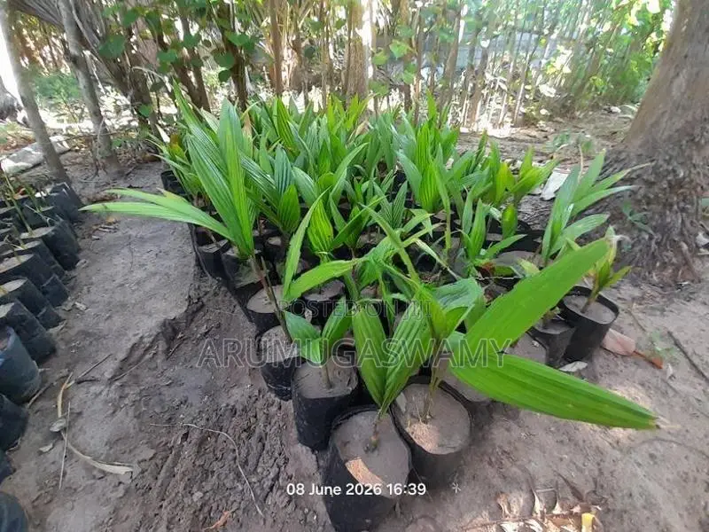 கமுகு கன்றுகள்