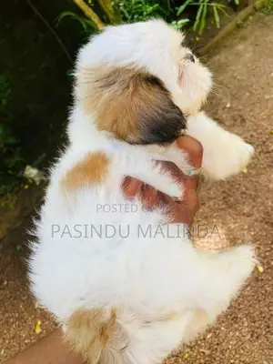Shishzu Puppy