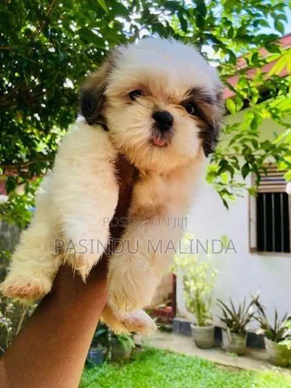 Shishzu Puppy
