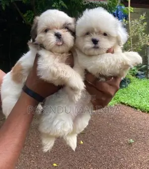 Shishzu Puppy