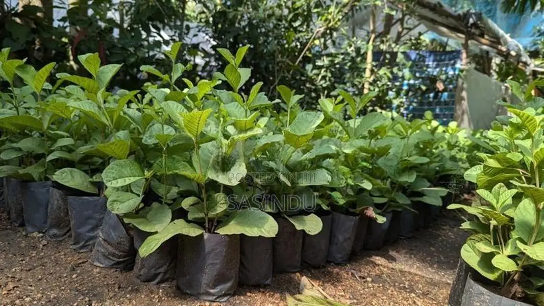 ඇපල් පේර