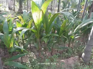 தென்னம்பிள்ளைகள் விற்பனைக்கு