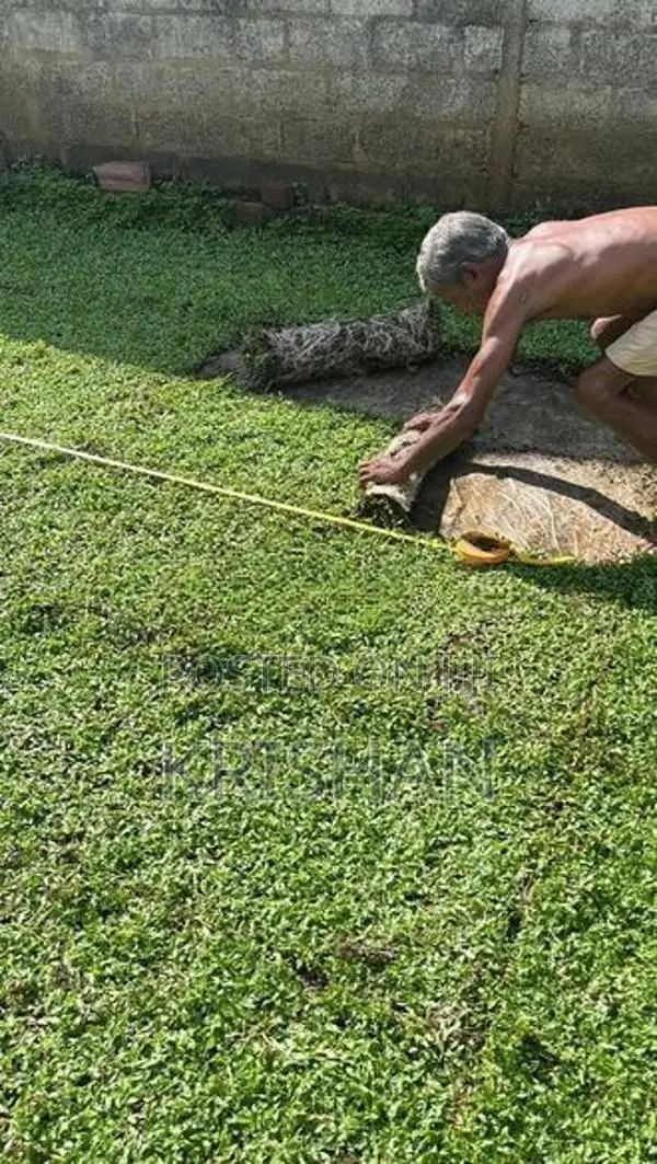 Malaysian Grass