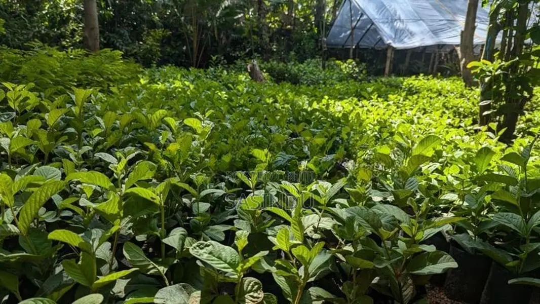 ඇපල් පේර