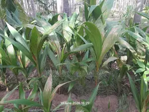 தென்னம்பிள்ளைகள் விற்பனைக்கு