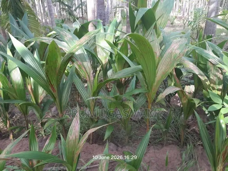 தென்னம்பிள்ளைகள் விற்பனைக்கு