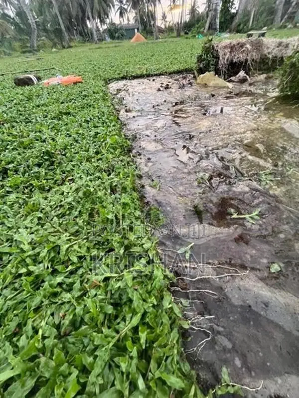 Malaysian Grass