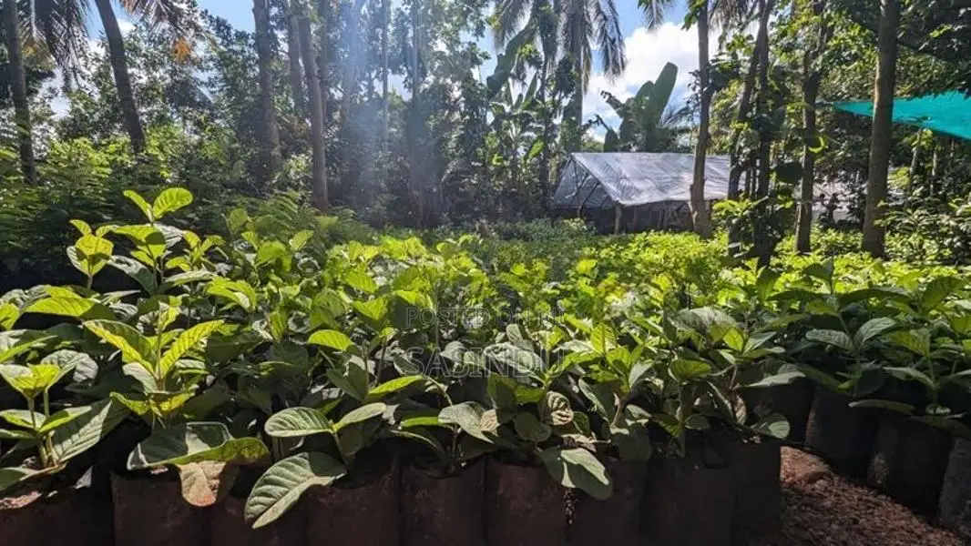 ඇපල් පේර