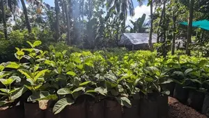 ඇපල් පේර