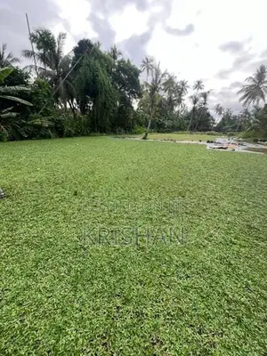 Malaysian Grass