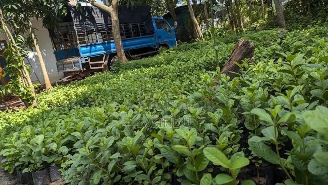 ඇපල් පේර