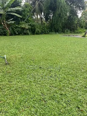 Malaysian Grass